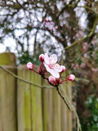 Close-up of pink cherry blossoms in spring