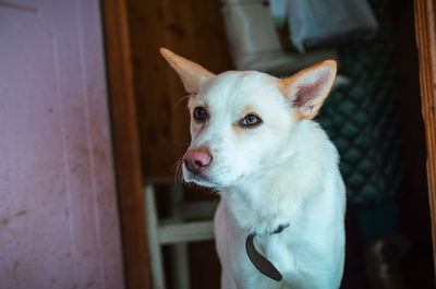 Close-up portrait of a dog at home