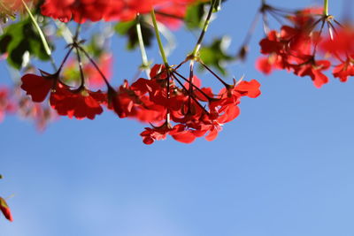 Low angle view of red flowering plant against blue sky