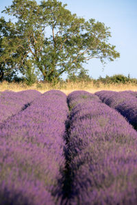 Scenic view of lavender field against sky