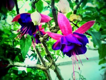 Close-up of purple flowers blooming outdoors