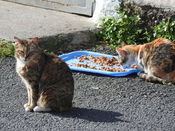 Cat sitting on a wall