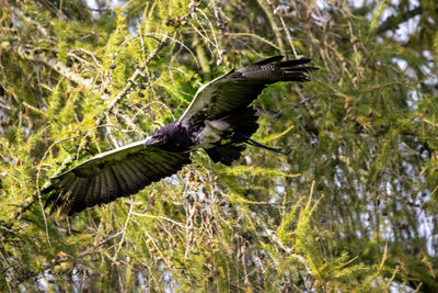 Bird flying over a tree