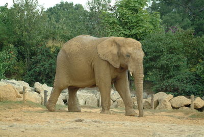 Elephant standing in a forest