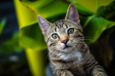 Close-up portrait of tabby cat outdoors