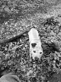 High angle view of dog on street