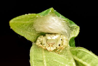 Close-up of insect on leaf against black background