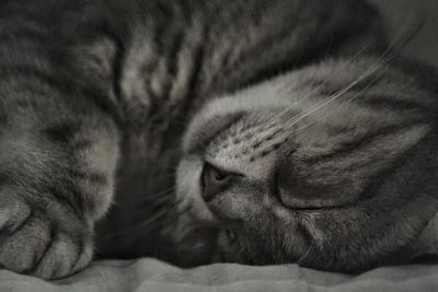 Close-up of cat sleeping on bed