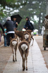 Rear view of people walking on street in city