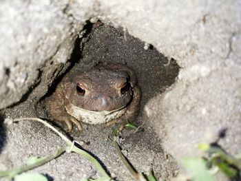 Close-up of frog on rock