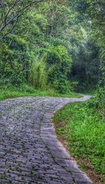 Footpath amidst trees