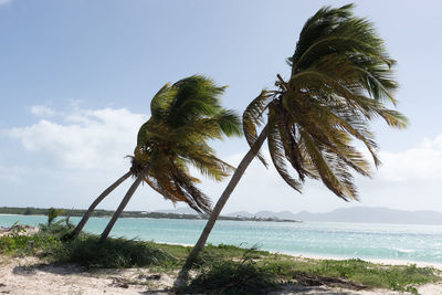 Palm tree by sea against sky