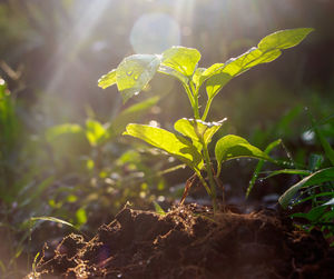 Close-up of plant growing on field