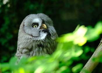 Portrait of owl looking upward 