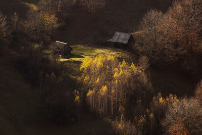 High angle view of trees in forest during autumn