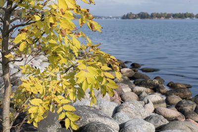 Yellow leaves on rock by lake