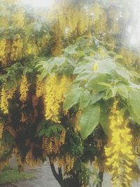 Close-up of plants in park