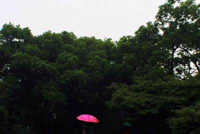 Low angle view of trees against sky