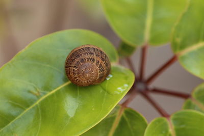 Close-up of snail on leaf