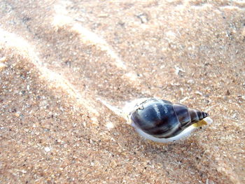 High angle view of shell on sand