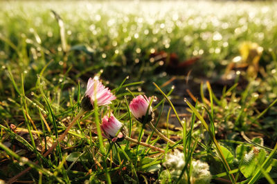 Close-up of pink flowering plants on field
