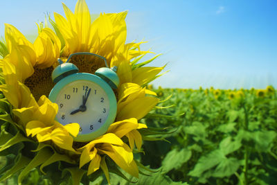 Close-up of yellow sunflower on field against sky