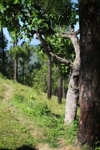 Trees growing in forest