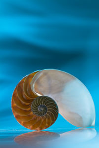 Close-up of nautilus shell on blue background