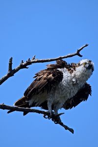 Low angle view of eagle perching on branch against clear blue sky