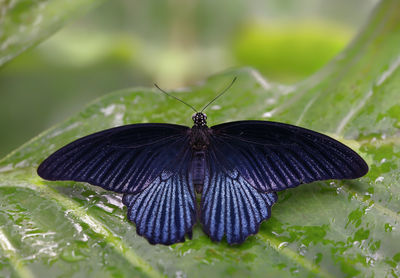 Butterfly on leaf