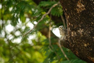 Low angle view of bird perching on tree
