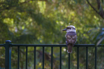 Close-up of bird perching on railing against trees