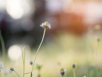 Close-up of dandelion on field