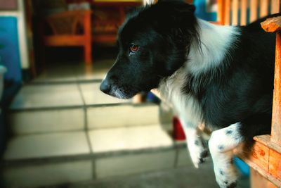 Close-up of dog looking away