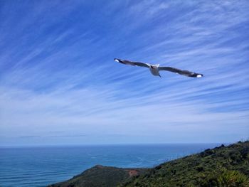 Low angle view of bird flying over sea against sky