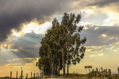 Trees on field against sky during sunset