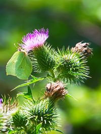 Close-up of thistle