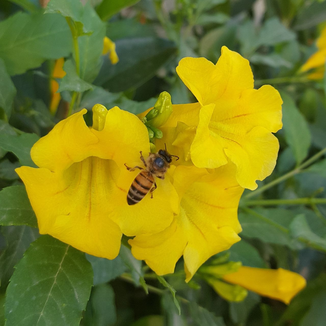 insect, flower, one animal, animal themes, animals in the wild, yellow, wildlife, petal, freshness, pollination, fragility, bee, flower head, beauty in nature, growth, close-up, focus on foreground, nature, plant, symbiotic relationship