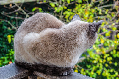 Close-up of a cat