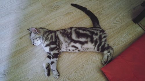 High angle view of cat relaxing on floor