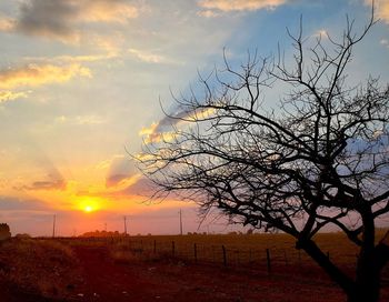 Bare tree on landscape against sky during sunset