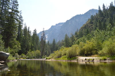 Scenic view of lake in forest against sky