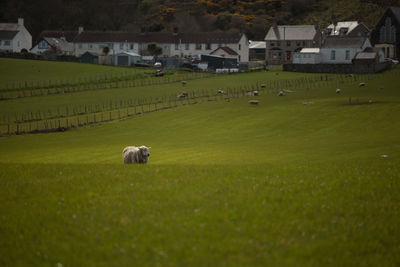 Cows grazing on field