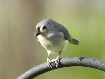 Close-up of bird perching on branch