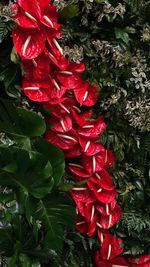 Close-up of red flowering plant