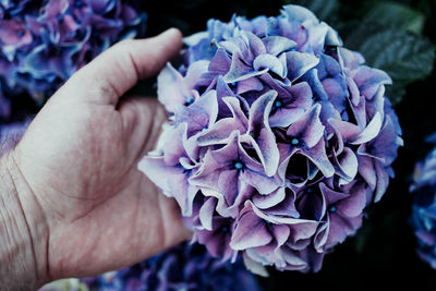 Cropped image of senior man holding purple flower