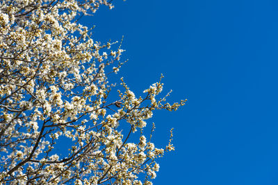 Low angle view of cherry blossom against blue sky