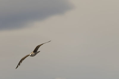 Low angle view of a bird flying