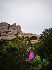 Flowers growing against clear sky