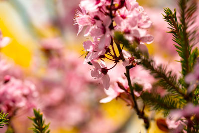 Close-up of pink flowers blooming on tree